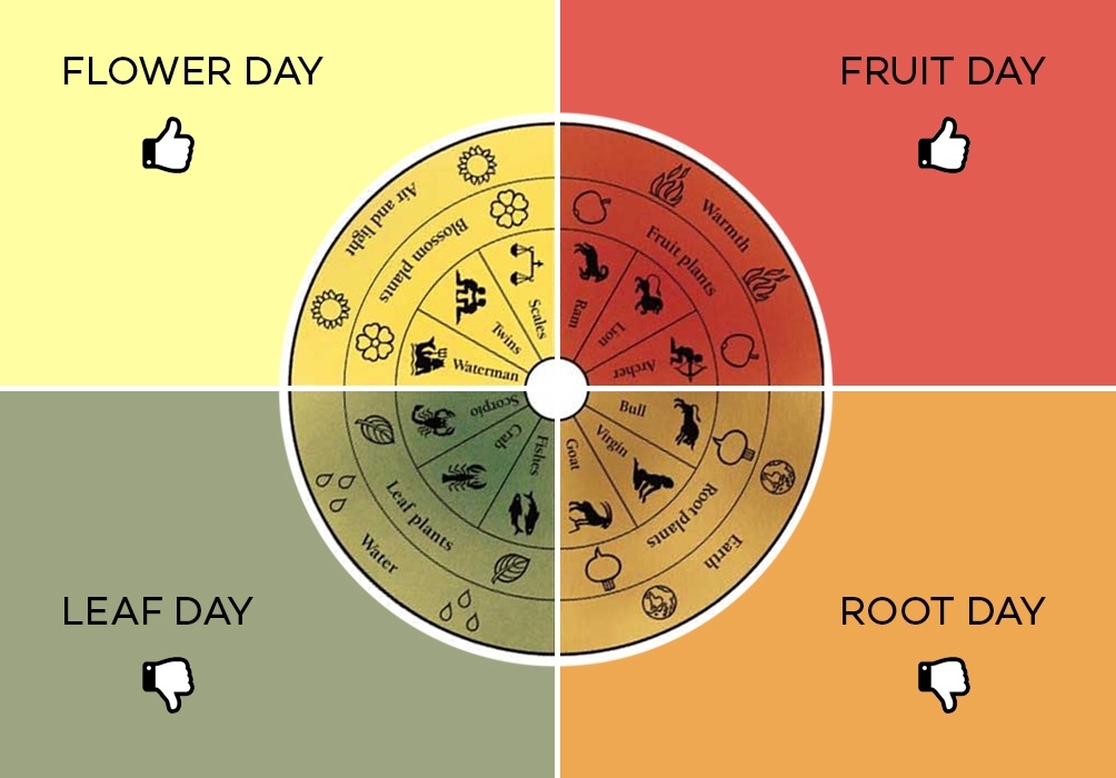 Fruit Day Vs. Root Days: Wine Tastingthe Lunar Calendar