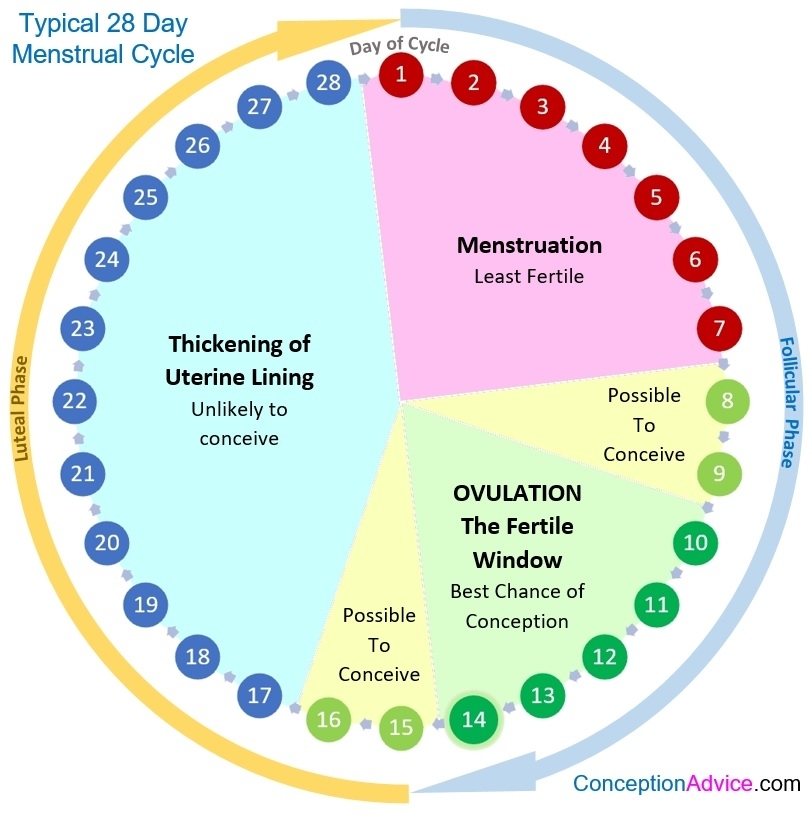 Menstrual Cycle Calendar And Phases | Conception Advice