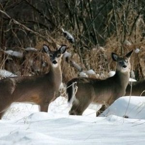 Michigan Ranks No. 2 In 2016 Deer Harvest, And Other Deer