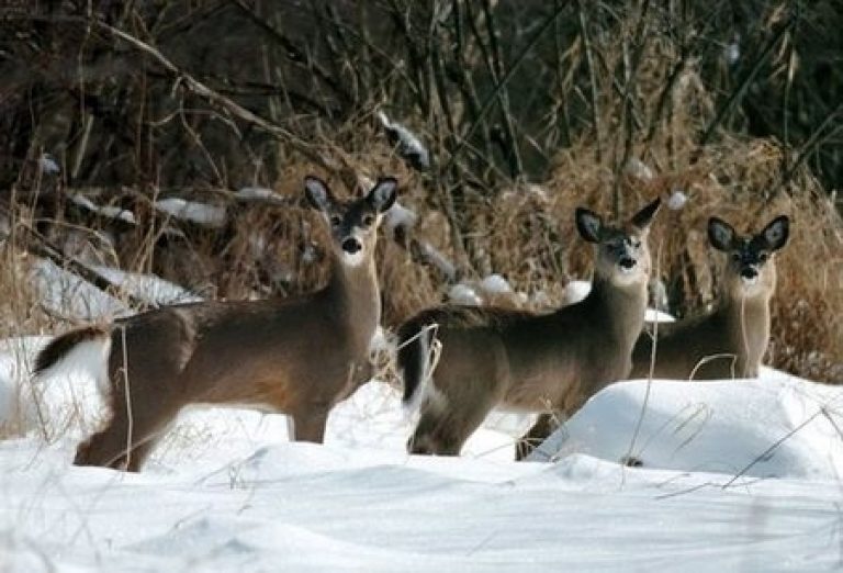 Michigan Ranks No. 2 In 2016 Deer Harvest, And Other Deer