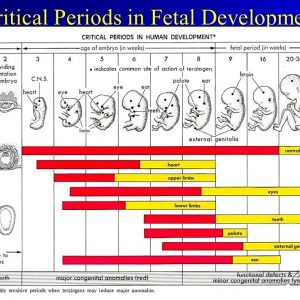 Pregnancy Calendar Calculatorweek And Day - One Platform