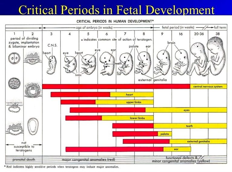 Pregnancy Calendar Calculatorweek And Day - One Platform